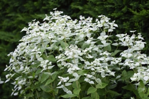 Pycnanthemum 'Muticum' New 2024